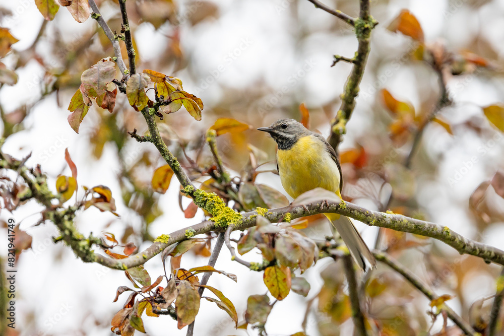 Grey Wagtail (Motacilla cinerea) perched on a tree branch. UK Grey Wagtail (Motacilla cinerea) perched on a tree branch. UK