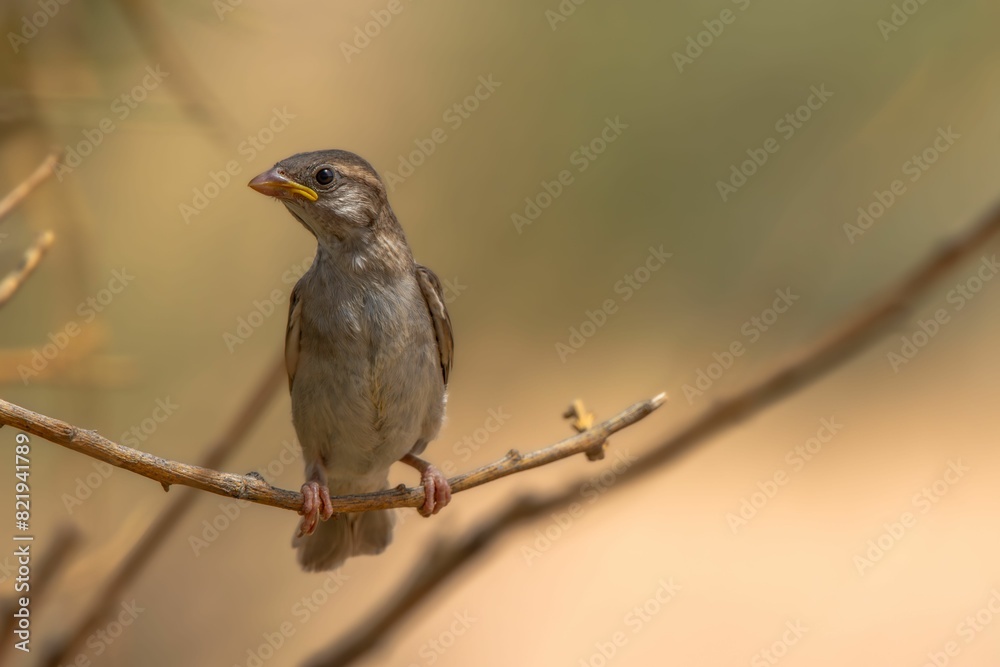 Fototapeta premium Small sparrow perched atop a branch in a wooded area