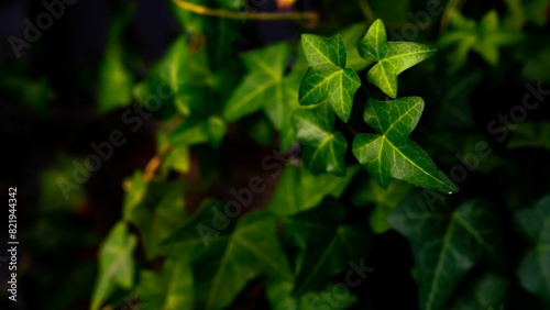 Common ivy plant with vibrant green foliage, growing steadily in a sunny, well-lit environment photo