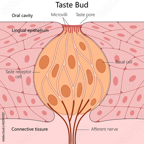 human taste bud, including lingual epithelium, taste receptor cells, and connective tissue structure diagram hand drawn schematic vector illustration. Medical science educational illustration
