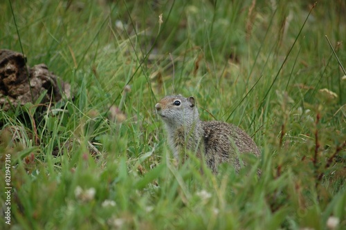 Uinta ground squirrel (Urocitellus armatus) in a lush green meadow © Wirestock
