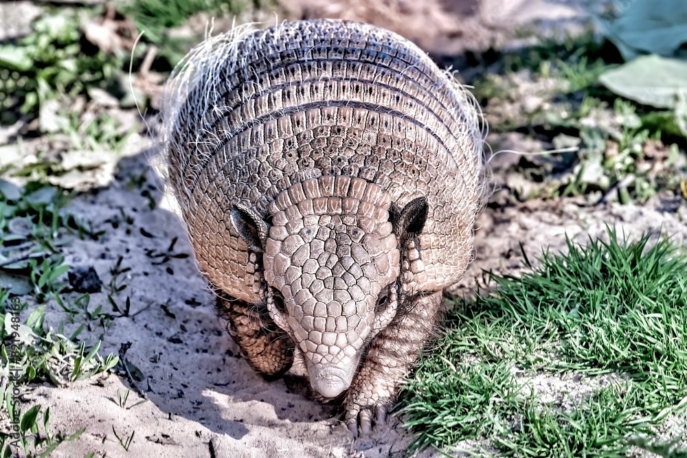 Closeup shot of an armadillo walking on a dirt surface Closeup shot of an armadillo walking on a dirt surface