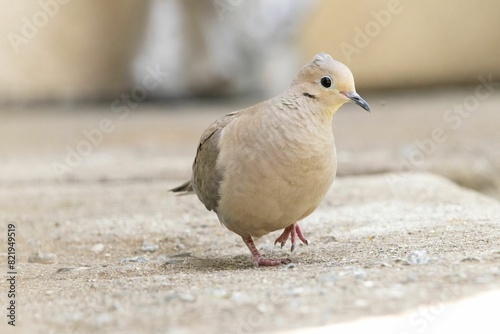 Weeping turtledove (Zenaida macroura) on the sidewalk