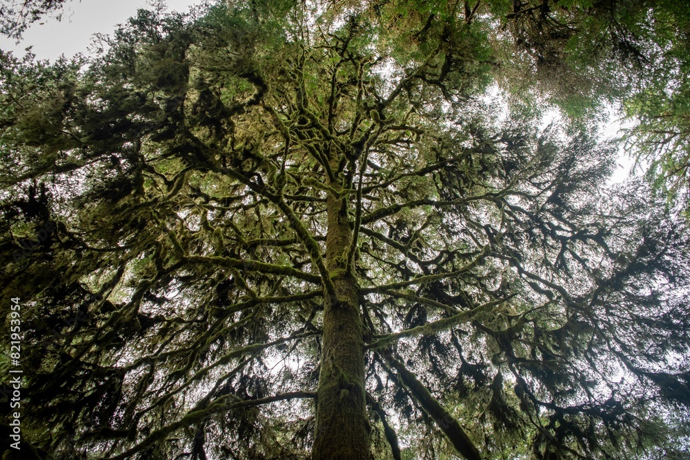 the top of a tree reaching towards the sky in the middle of nowhere the top of a tree reaching towards the sky in the middle of nowhere