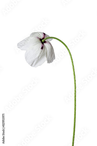 white poppy flower 