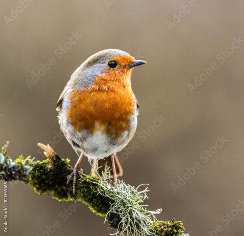 Orange and white Robin perched on a lush moss-covered branch © Wirestock