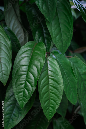 Detailed close-up of a vibrant green leafy plant with visible veins and water droplets