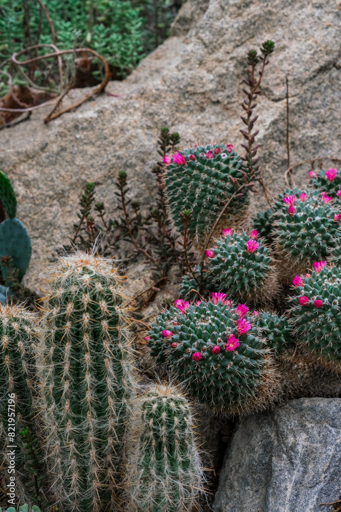 Fototapeta premium Several cactus plants are seen sprouting out of a large rock, showcasing their ability to thrive in harsh conditions