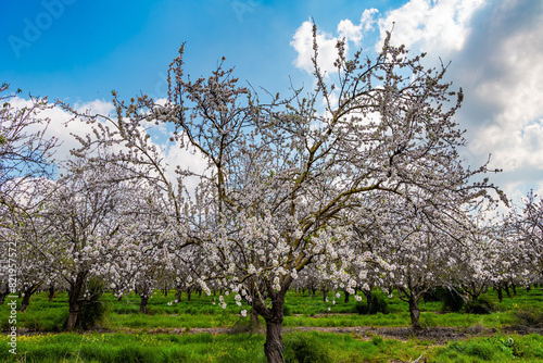 Almond blossomed.