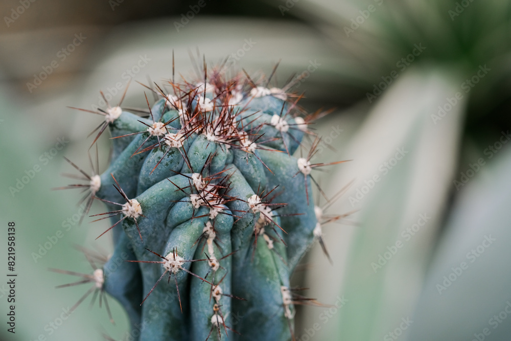 A detailed view of a cactus plant showcasing small white flowers blooming on its prickly surface A detailed view of a cactus plant showcasing small white flowers blooming on its prickly surface