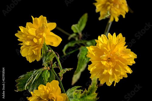 Blooming kerria japonica flowers on a black background
