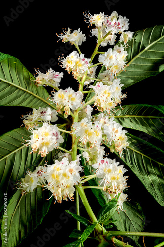 Blooming chestnut tree flowers on a black background