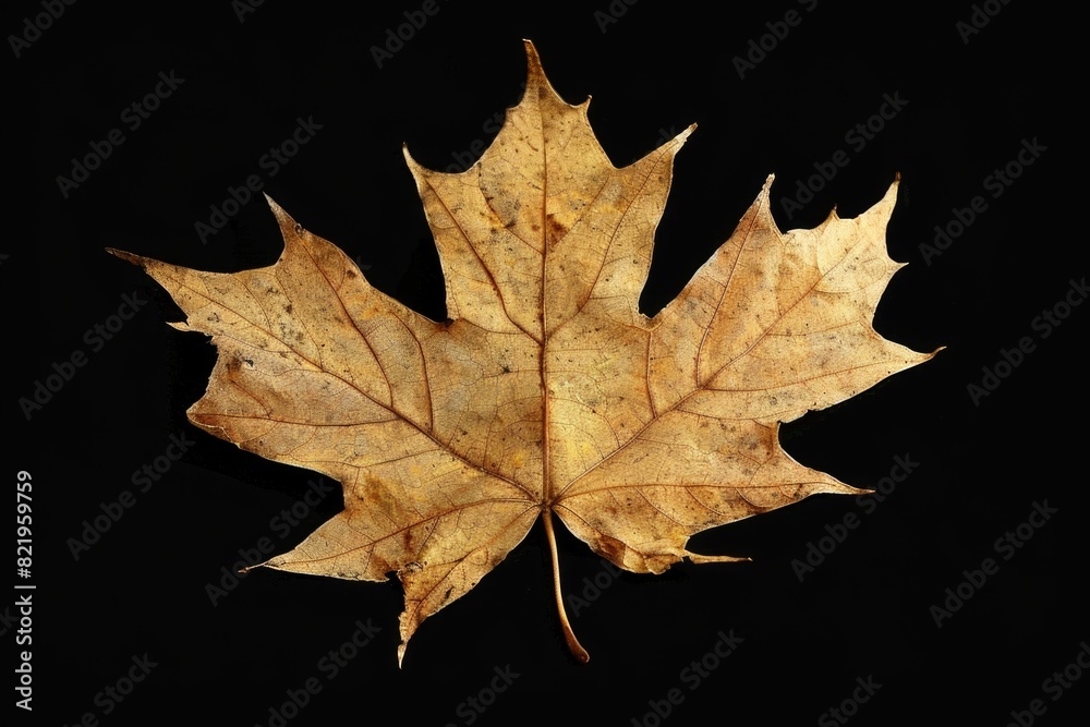 A single leaf on a black background, suitable for various design projects A single leaf on a black background, suitable for various design projects