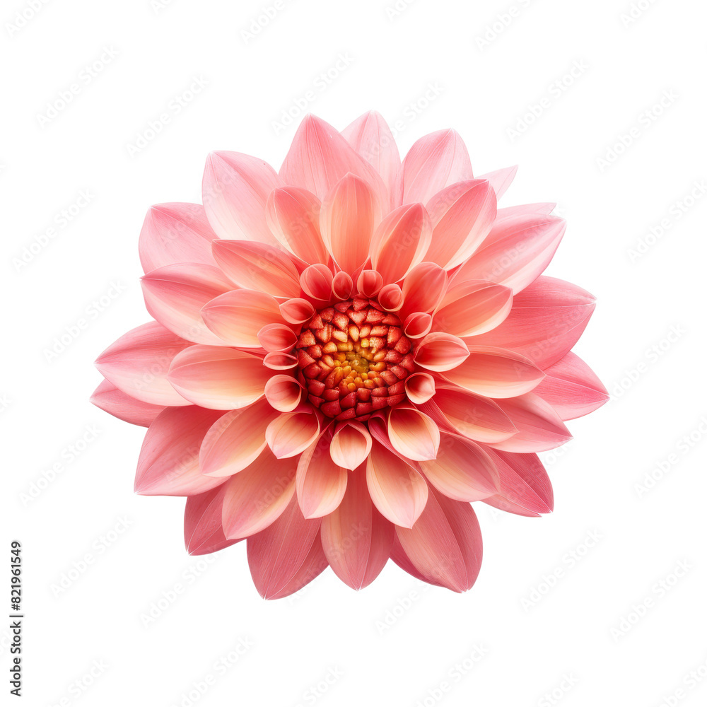 Beautiful Flower Isolated on Transparent Background, PNG, Cut Out. Beautiful Flower Isolated on Transparent Background, PNG, Cut Out.