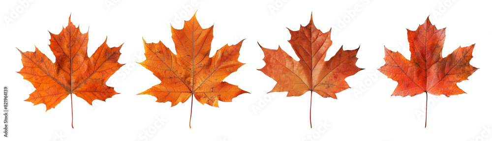 Obraz premium Orange maple leaves on transparent background