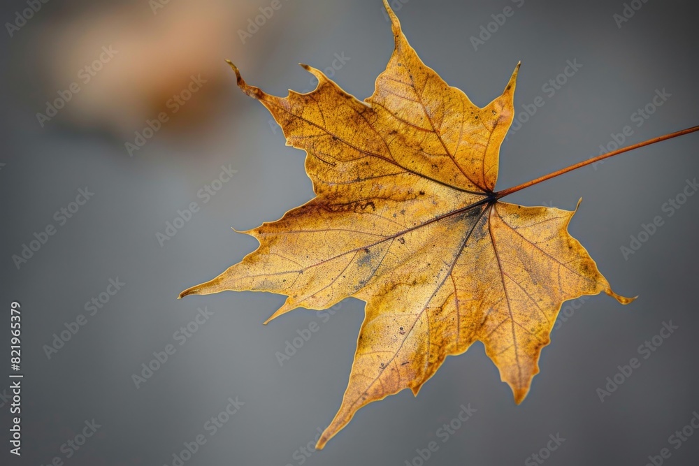 Close-up of a single leaf on a twig, with a blurred background. Ideal for nature-themed designs and backgrounds Close-up of a single leaf on a twig, with a blurred background. Ideal for nature-themed designs and backgrounds