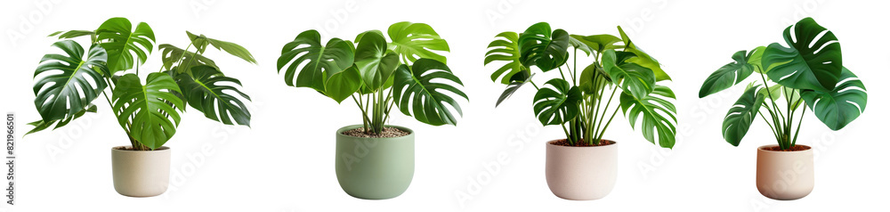 Fototapeta premium Monstera indoor plant png element set on transparent background