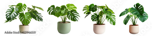Monstera indoor plant png element set on transparent background