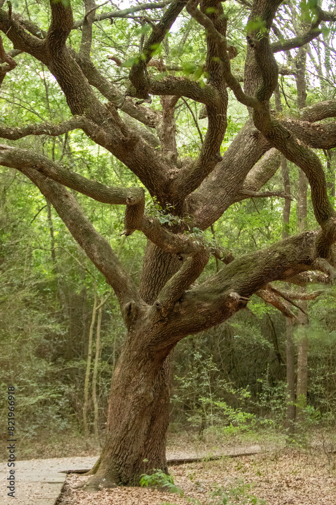 Beautiful tree next to a walking path Beautiful tree next to a walking path