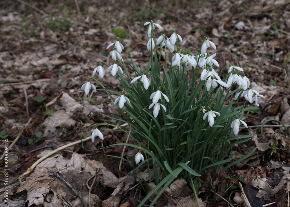 Fototapeta premium Bunch of delicate snowdrops with lush green foliage