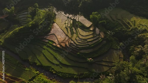 Aerial view of rice fields at sunrise with terrace and paddy in Ruteng, Flores, Indonesia. photo