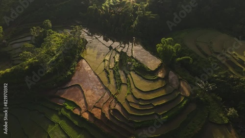 Aerial view of lush rice fields and palm tree terraces at sunrise, Ruteng, Flores, Indonesia. photo