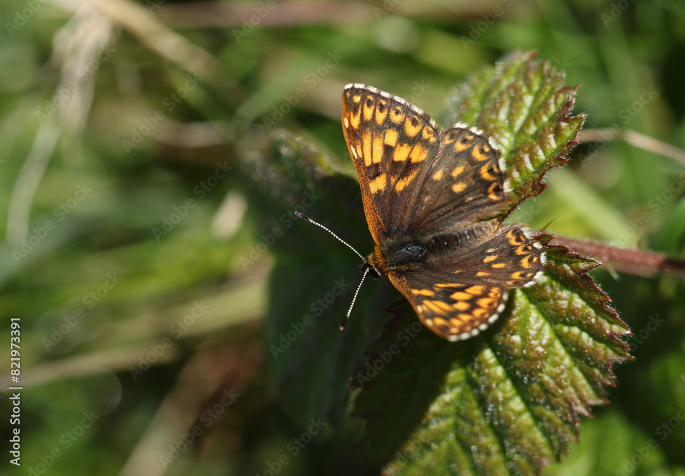 A stunning rare Duke of Burgundy Butterfly, Hamearis lucina, perched on a leaf in springtime.