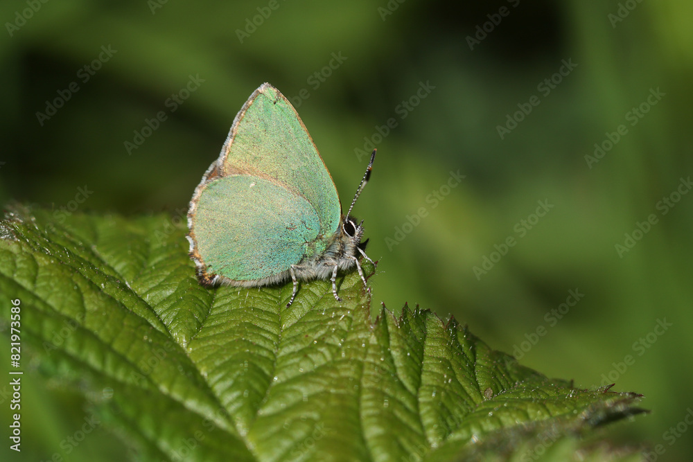 A stunning Green Hairstreak Butterfly (Callophrys rubi) perching on a bramble leaf in springtime. A stunning Green Hairstreak Butterfly (Callophrys rubi) perching on a bramble leaf in springtime.