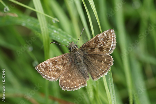 A pretty Dingy Skipper Butterfly, Erynnis tages, resting on a blade of grass in springtime.