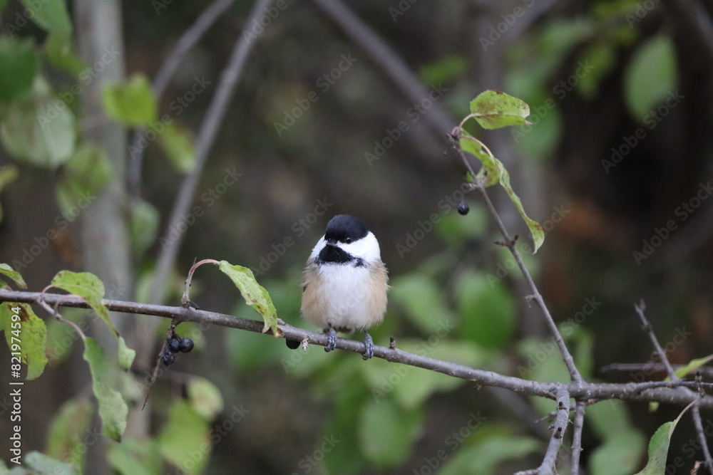 Obraz premium An image of a small Black-capped Chickadee perched on a branch at Lynde Shores Conservation Area.