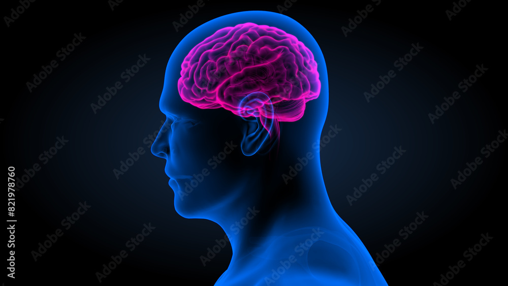 Human brain with body (side view) 3d illustration Human brain with body (side view) 3d illustration