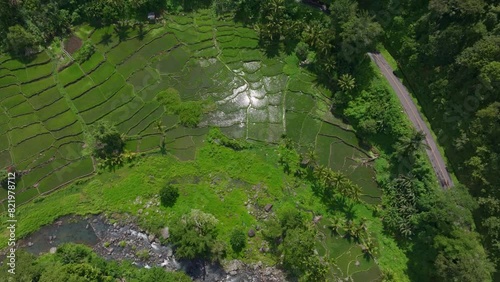 Aerial view of lush green rice fields, palm trees, and village by the river in Wologai, Flores, Indonesia. photo