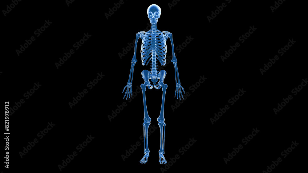Human skeletal system isolated in blue background 3d illustration Human skeletal system isolated in blue background 3d illustration