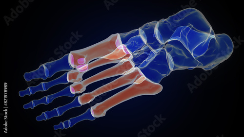 Anatomy of metatarsal phalanges bones 3d rendered illustration