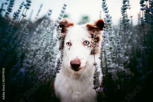 portrait of a dog in lavender field at the sunset, summertime, flowers, warm colors