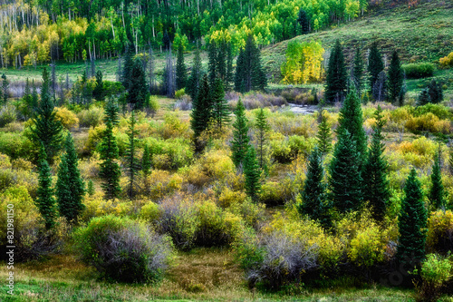 Beautiful meadow with lush shrubs and trees. San Juan Mountains, Colorado photo