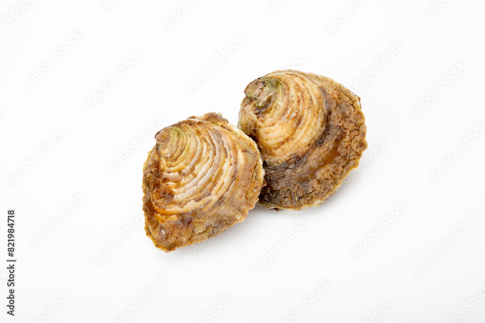 Oyster shell isolated on a pure white backdrop, showcasing its detail and structure Oyster shell isolated on a pure white backdrop, showcasing its detail and structure