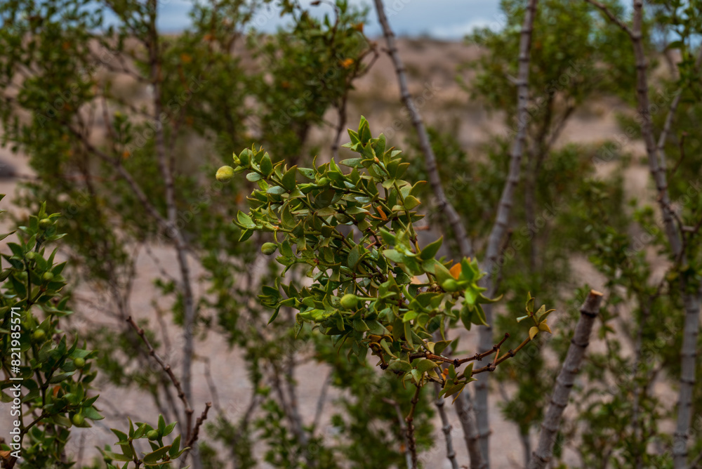 small bush growing on the desert, with many small leaves small bush growing on the desert, with many small leaves