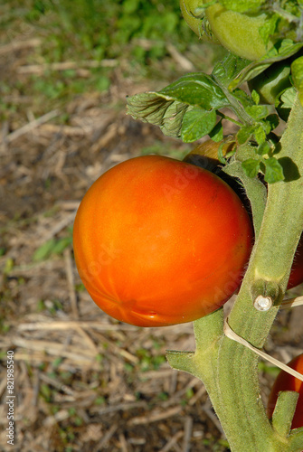 Solanum lycopersicum 'Claudette' , Tomate photo