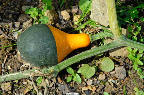 coloquinte cuillere, Cucurbita pepo photo