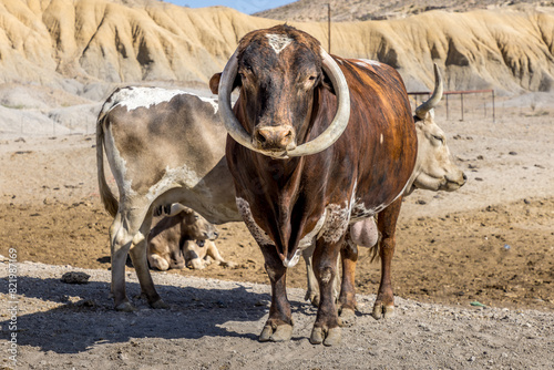 Longhorn cow with dysmorphic horns in a cow sanctuary photo