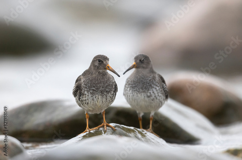 Closeup of the Purple Sandpipers (Calidris martima) on a rocky pebble photo