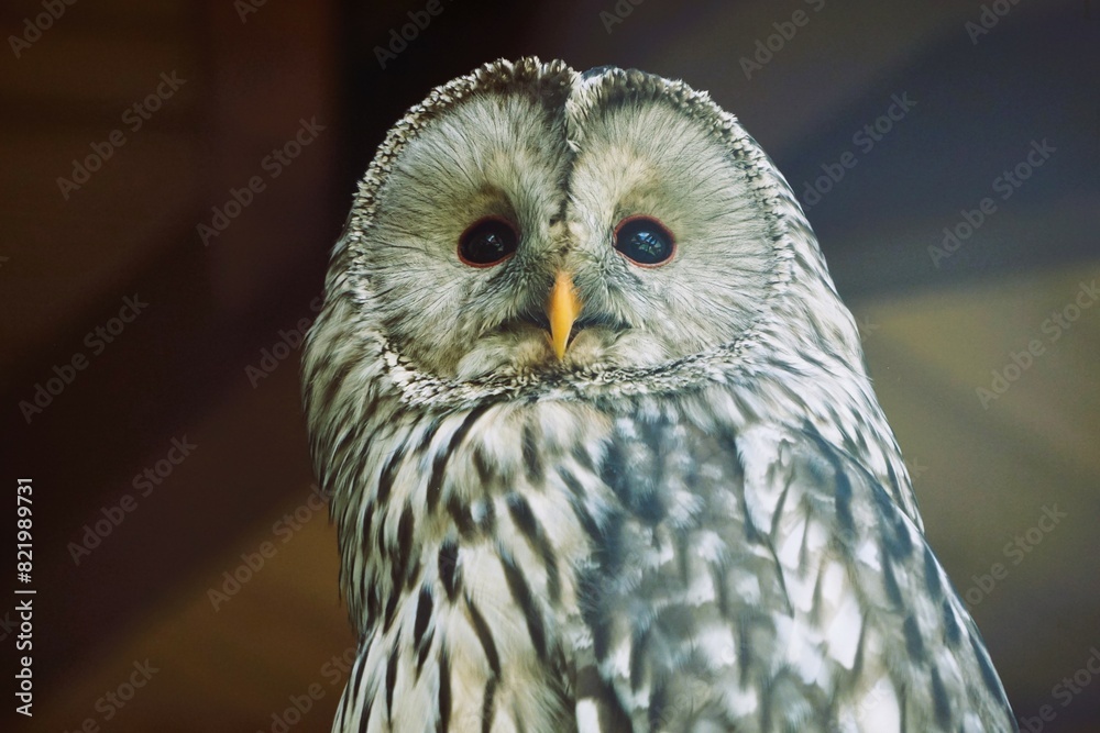 Fototapeta premium a large owl is standing on a piece of wood wearing a blue hat