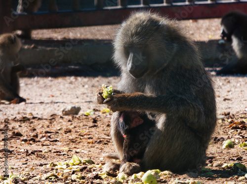 baboon, Masai, green baboon, Papio cynocephalus, animal, wildlif photo