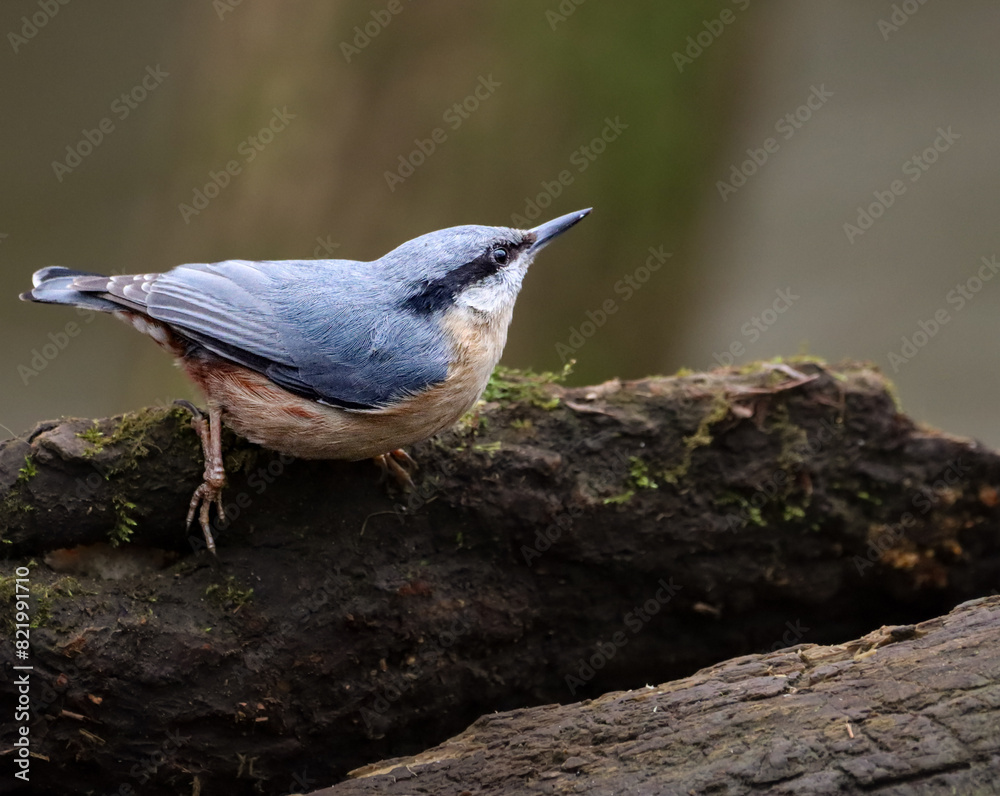 Naklejka premium Nuthatch perched on a branch