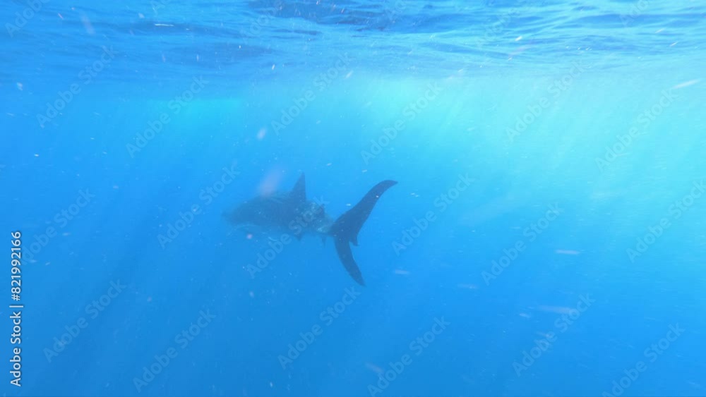 GoPro slow motion behind a whaleshark swimming under water in the ocean.mov GoPro slow motion behind a whaleshark swimming under water in the ocean.mov
