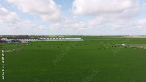 Aerial view of vibrant dairy farm with grazing cows, greenhouses, and barns, Obdam, Netherlands. photo