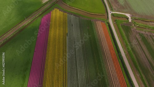 Aerial view of vibrant tulip fields in bloom, Obdam, North Holland, Netherlands. photo