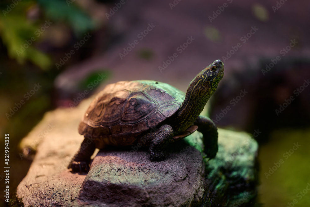 Yellow-spotted river turtle standing on a rock with head raised high in a rainforest environment Yellow-spotted river turtle standing on a rock with head raised high in a rainforest environment