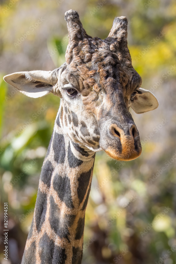 Fototapeta premium Closeup portrait of a giraffe in a sunny outdoor setting